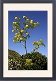 Framed Prints of DAD-1862 Ferula linkii - a tall perennial herb in full flower. Height up to 3m from Ardea Wildlife Pets