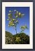 Framed Prints of DAD-1862 Ferula linkii - a tall perennial herb in full flower. Height up to 3m from Ardea Wildlife Pets