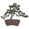 Outdoor Bonsai