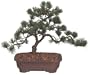 Brussel's Japanese Five Needle Pine Outdoor Bonsai Tree