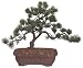 Brussel's Japanese Five Needle Pine Outdoor Bonsai Tree