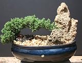 Zen Juniper Bonsai Tree by Sheryls Shop 512GAQCiyXL. SL160 Zen Juniper Bonsai Tree by Sheryls Shop