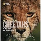 face to face with cheetahs face to face with animals