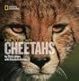Face to Face With Cheetahs (Face to Face with Animals)