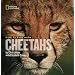 Face to Face With Cheetahs (Face to Face with Animals)