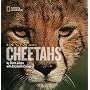 Face to Face With Cheetahs (Face to Face with Animals)