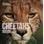 Face to Face With Cheetahs (Face to Face with Animals)