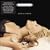 Pieces Of A Dream (Anastacia's Greatest Hits)