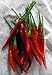 De Arbol Tree Pepper Plant