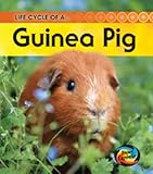 Life cycle of a-- guinea pig