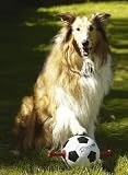 Eigenschaften Karlie  / ACTION Ball mit Vollgummigriffen Ø 19cm #45890