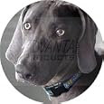 Weimaraner dog fridge magnet
