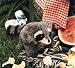 Plush Baby Raccoon 10 