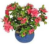 1.5ft Azalea  - Red - Artificial Plant