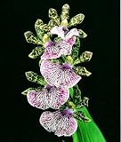 Zygopetalum Kiwi Geyser 