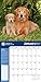 American Kennel Club Golden Retrievers 2017 Wall Calendar