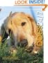 Dogs 24/7: Extraordinary Photographs of Wonderful Dogs