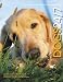 Dogs 24/7: Extraordinary Photographs of Wonderful Dogs