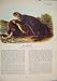 Sea Otter Rat Rats Shrew Mouse Rodent Color Old Print