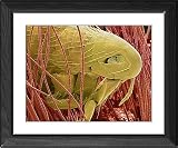 Framed Prints of Cat flea head, SEM from Science Photo Library