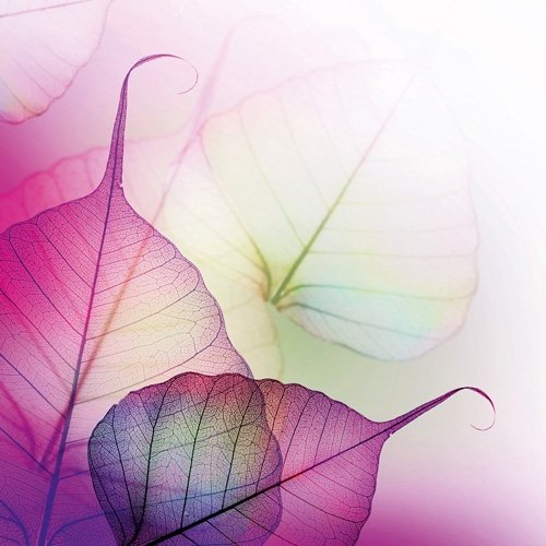 Platin Art Deco Glass Wall Decor - Art on Glass - Translucent Pink Leaves, 8-by 8-Inch Platin Art Deco Glass Wall Decor - Art on Glass - Translucent Pink Leaves, 8-by 8-Inch