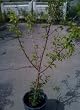 Blenheim Apricot Tree, Five Gallon Container