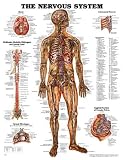 The The Nervous System Anatomical Chart