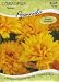 Coreopsis - Sunray