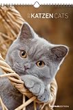 Katzen 2012. Kalender 23,7 x 34 cm mit Ringbindung