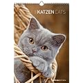 Katzen 2012. Kalender 23,7 x 34 cm mit Ringbindung