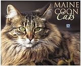 (2012 Calendar) Maine Coon Cats Gorgeous 2012 Wall Calendar By Willow Creek Press