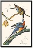 Framed Art Poster 20x30, Passenger Pigeon