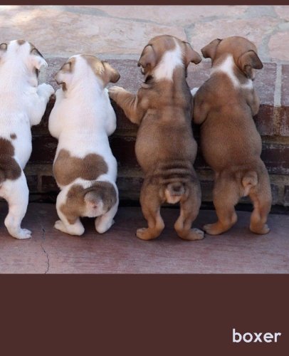 Boxer: A Gift Journal for People who Love Dogs: Boxer Puppy Edition (So Cute Puppies)