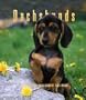 Dachshunds 2005 Weekly Engagement Calendar