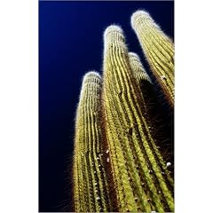 Poster 20 x 30 cm - "Cacti from below at La Playa near Cachi." von Michael Taylor / Lonely Planet Images - auch in anderen Gr��en und als Leinwandbild erh�ltlich