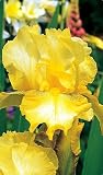 Buckwheat Bearded Iris - REBLOOMER - Slight Fragrance