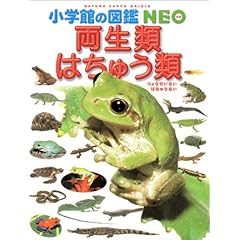 【クリックで詳細表示】両生類・はちゅう類 (小学館の図鑑NEO)： 松井 正文， 松橋 利光， 疋田 努， 太田 英利， 前田 憲男， 関 慎太郎： 本