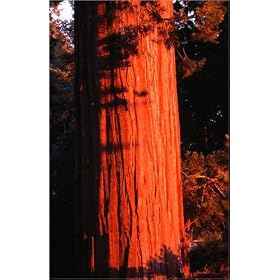 photographie Giant Redwood trunk catches the rays of the setting sun, Redwood National Park. est ...