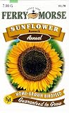 Ferry-Morse Annual Flower Seeds 1157 Sunflower - Mammoth (Grey Stripe) 7 Gram Packet