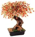 Bonsai Boy's Artificial Japanese Maple Bonsai Tree - Large<br>