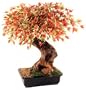 Bonsai Boy's Artificial Japanese Maple Bonsai Tree - Large