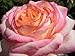 Rose Peace