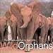Wild Orphans