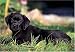 Black Labrador Retriever 300 Piece Jigsaw Puzzle (07)