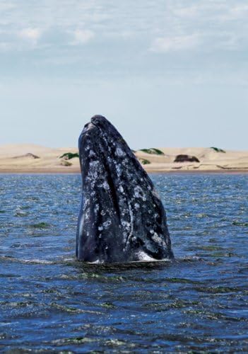 Wyland Galleries Baja Gray Whale Spy hopping Nature Photography Notecard 5"X7" Notecard