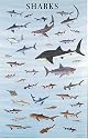 Sharks Poster (Posters)