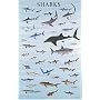 Sharks Poster (Posters)