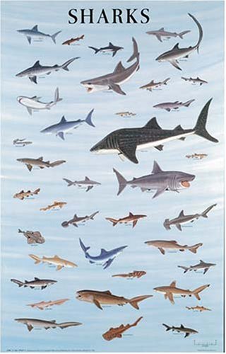 Shark