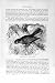 Natural History 1894-95 White-Eared Honey-Guide Bird