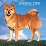 Shiba Inu 2007 Calendar